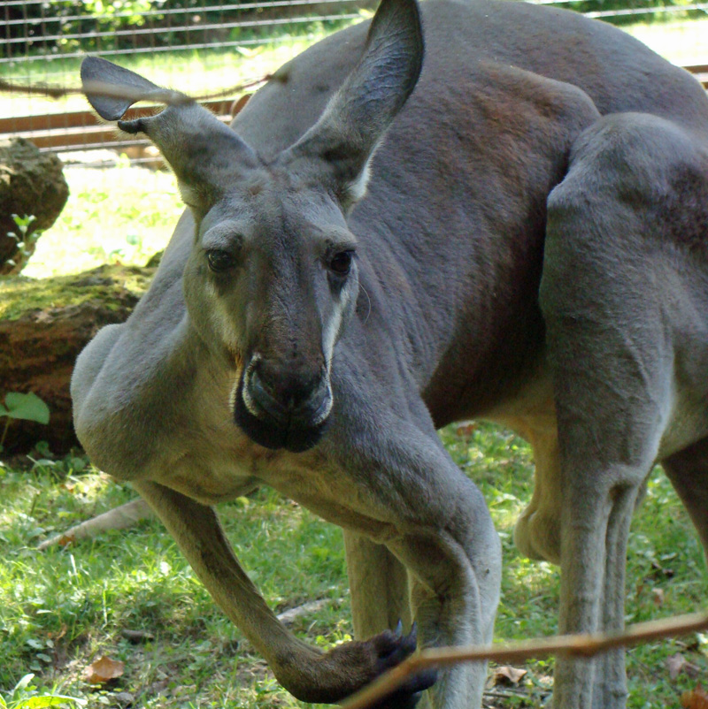 kangaroo-picture